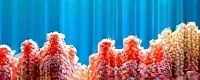 coral game